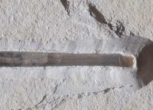 Hibolithes semisulcatus (MNSTER 1830) - Bild © FossNet FossilienStore